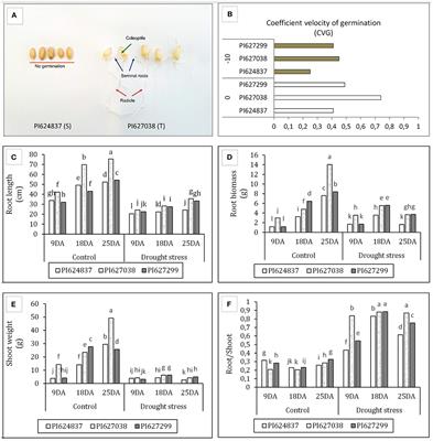 Characterization of Dynamic Regulatory Gene and Protein Networks in Wheat Roots Upon Perceiving Water Deficit Through Comparative Transcriptomics Survey